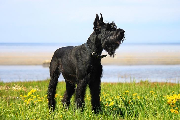 Giant Schnauzer History: Where the Breed Originated