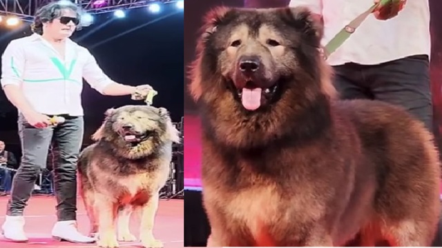 This Bengaluru man purchases dog worth Rs 50 crore