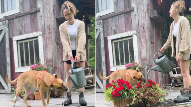 Dog Almost Turns Into a Gardener Every Time Owner Waters Plants