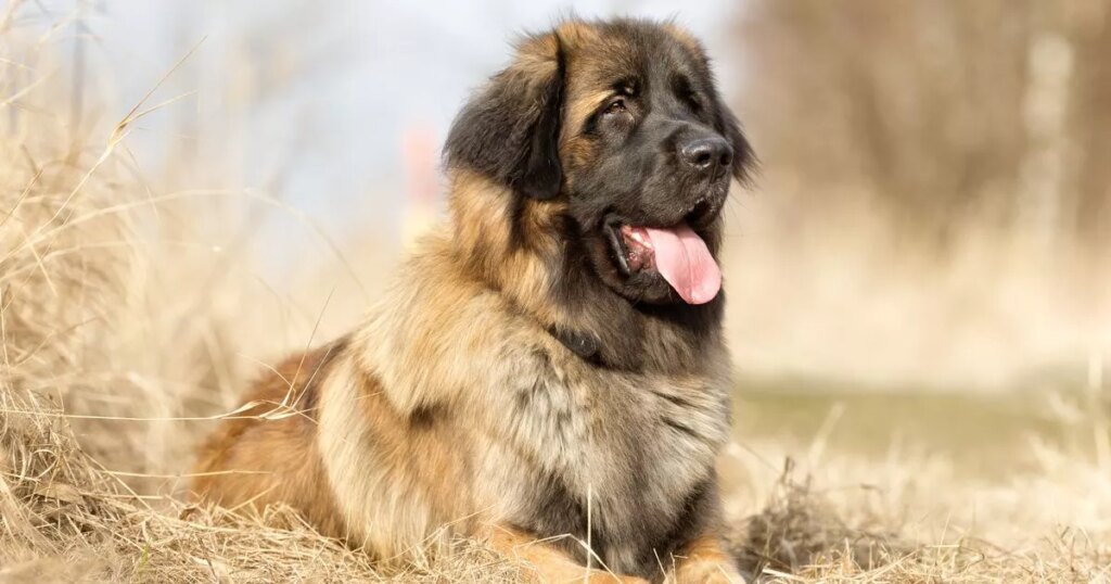 Dog trainer says three ‘rare’ breeds are ‘amazing’ for families – including ‘gentle giant’