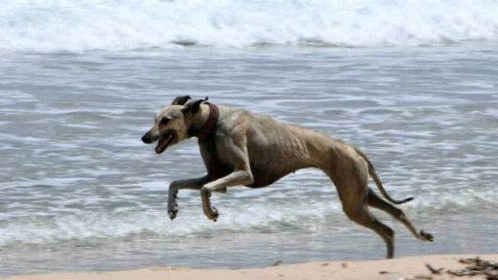 Tunisian Dog Lovers Push To Save Age-Old Desert Hound