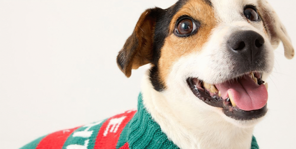 22 Best Gifts for Dogs, Dog Owners, and Dog Lovers