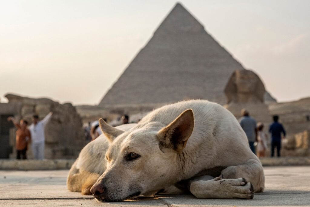 Stray Dog’s Pyramid Climb Goes Viral—And Raises Concerns for Giza’s Ancient Monuments