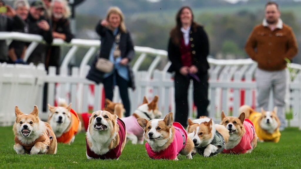 America’s top dog breeds revealed