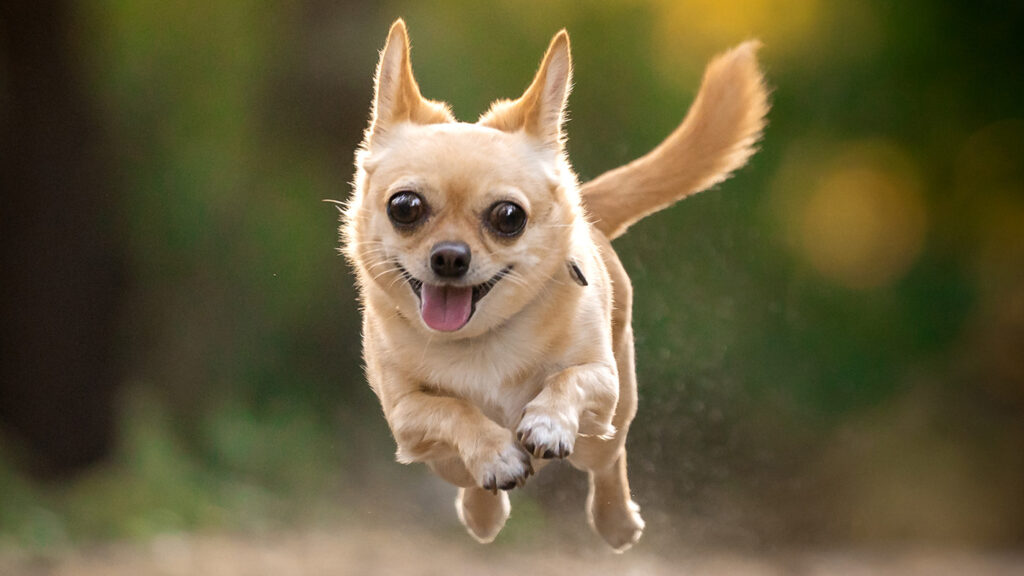 10 smallest dog breeds (combination of height and weight)