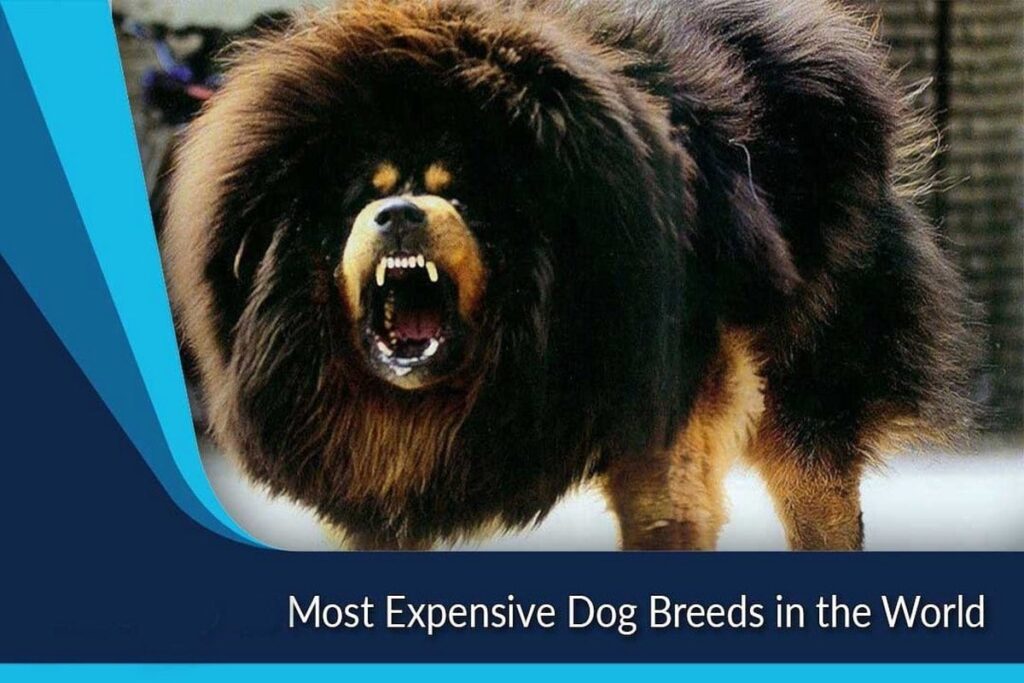 16 Most Expensive Dog Breeds in the World in 2025