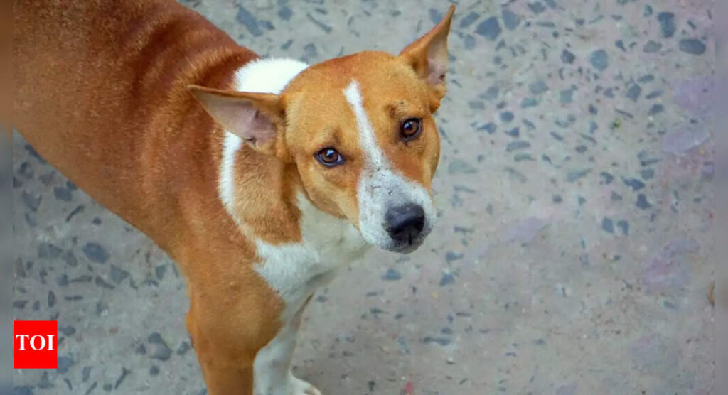 6 native Indie dog breeds you probably haven’t heard of