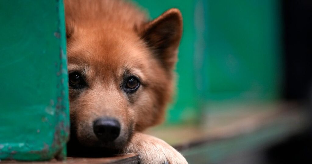6 of the rarest dog breeds that you probably haven’t heard of