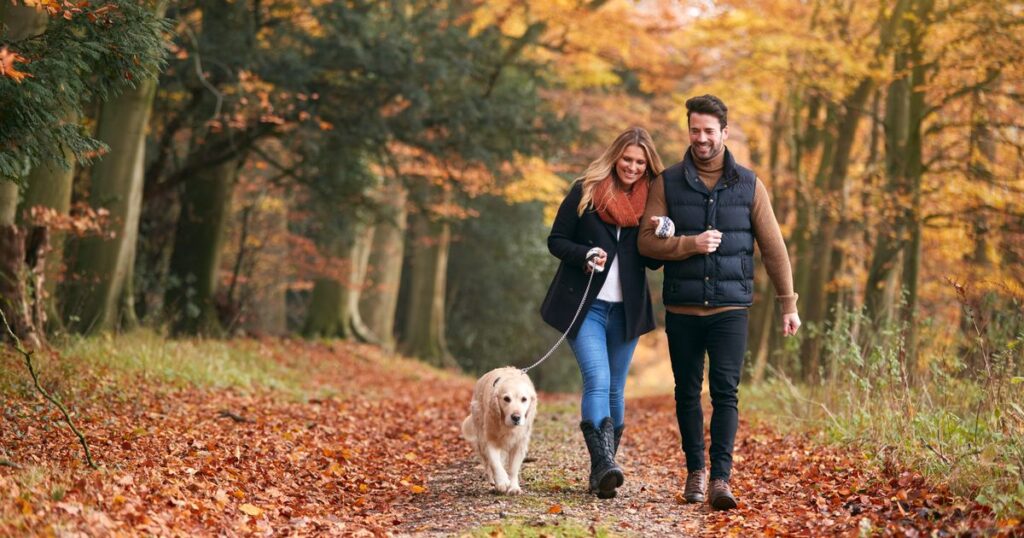 Deadly mushrooms on autumn walks could leave dog owners with £5,000 vet bills – how to spot them
