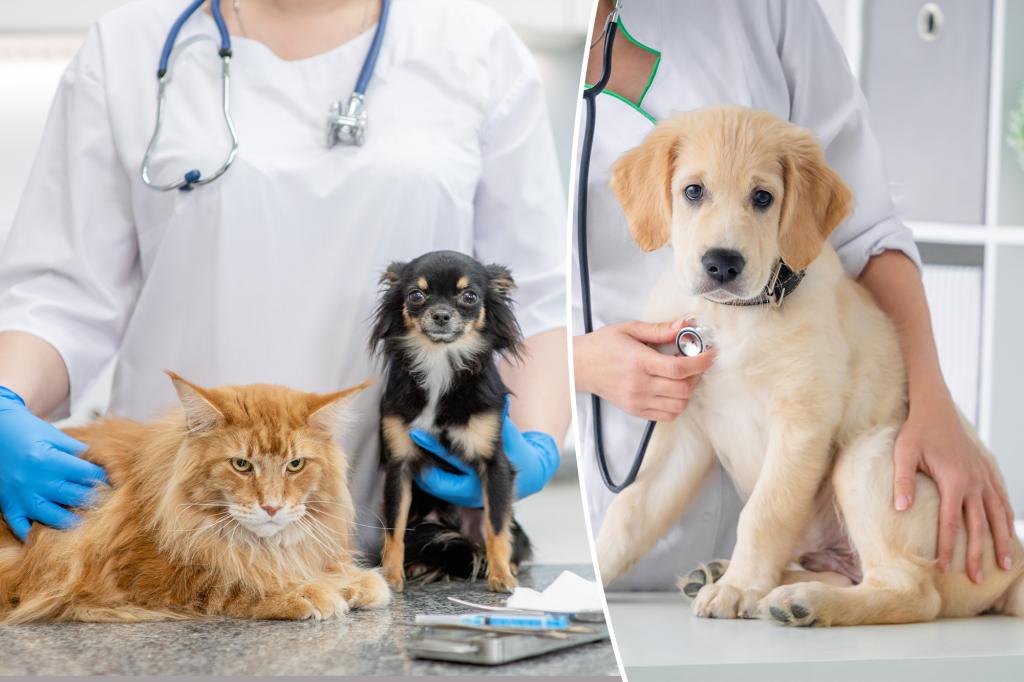 Dog owners believe vaccines could cause autism in canines