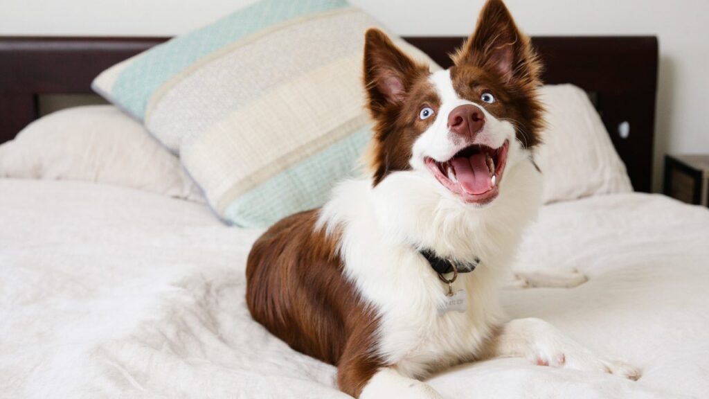 From backyard to bedroom: New survey finds more Aussie pet owners than ever are letting their pooches sleep in bed