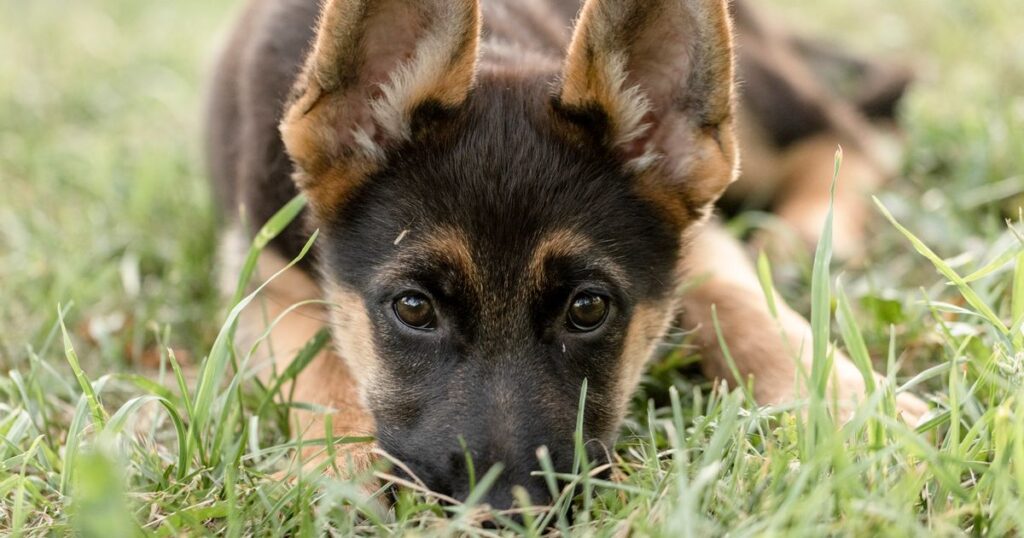 ‘I’m a vet and new dog owners should avoid these five breeds’