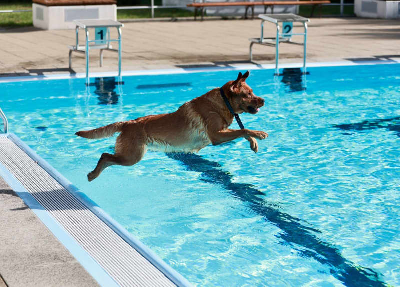 Not taking their dog on holiday worries nearly half of owners – poll