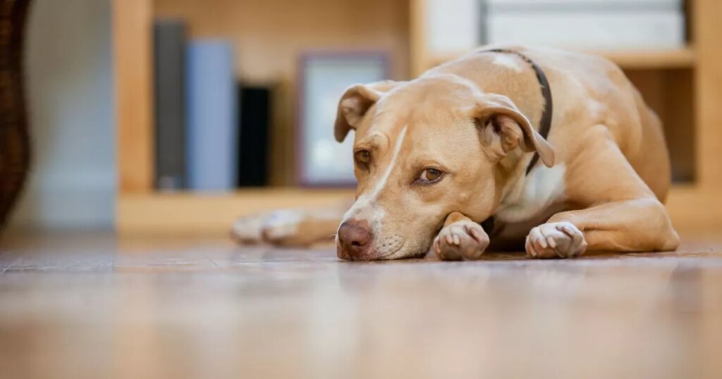 The best and worst things about owning a dog – from close relationship with pet to costly vet bills