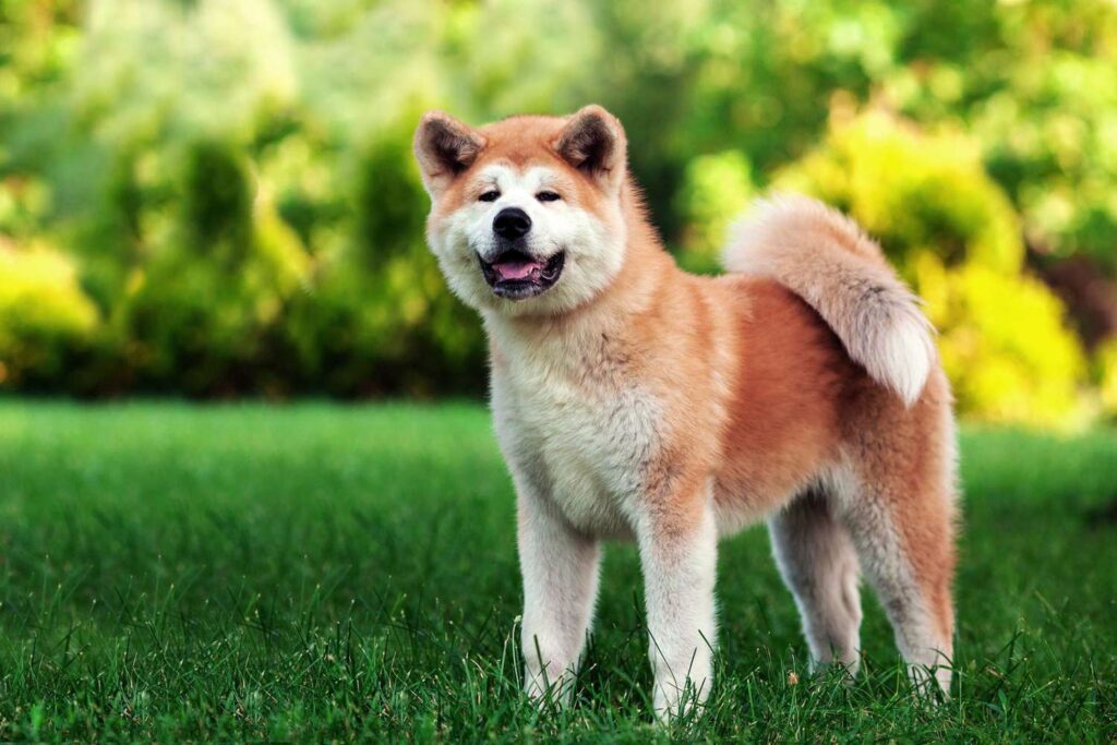 117 Japanese Dog Names and Their Super Cool Meanings