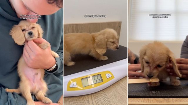 Dog Owners ‘Betray’ Mini Dachshund With a Vet Visit