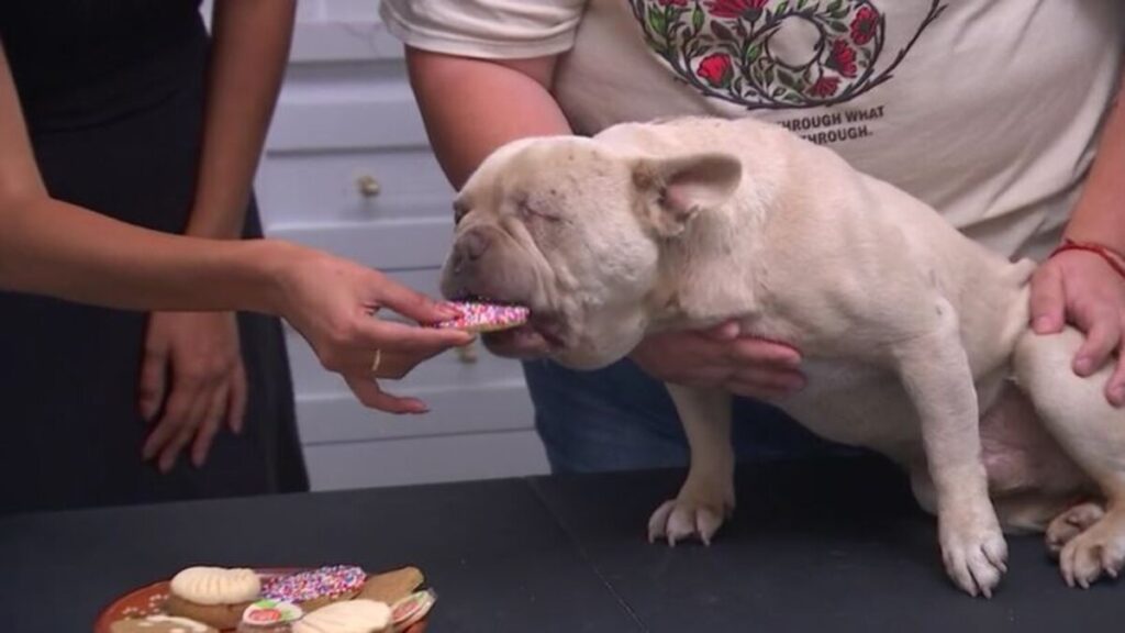 Get your paws on these dog-friendly treats at La Pawnaderia – NBC Los Angeles