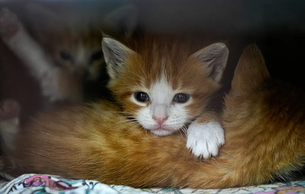 Metro Council passes microchip mandate for Louisville pet owners