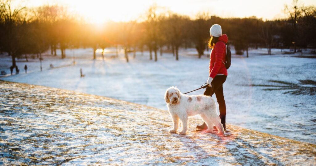 Pet owners urged to buy one item this winter to protect their dogs