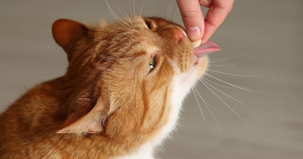 Prescription medication costs are adding up for pet owners | Lifestyle