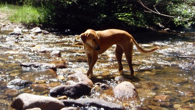The Results of Our Canine Heritage Breed Test