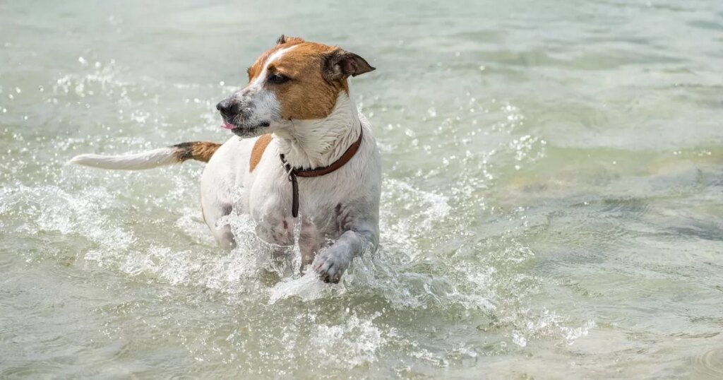 Very rare European dog breed now recognized in US by the American Kennel Club