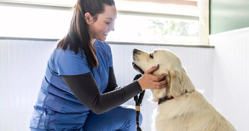 Vet recommends six things pet owners should do to lower expensive bills