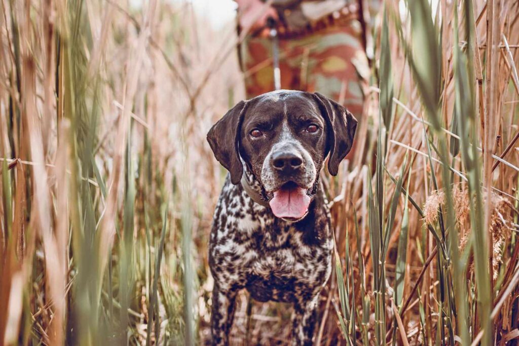 15 Bird Dog Breeds That Make Top-Notch Hunters and Pets