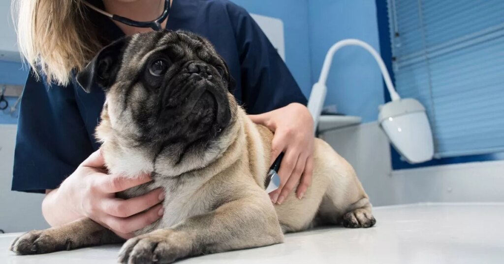3 common mistakes dog owners are making that are ‘affecting your pet’s health’