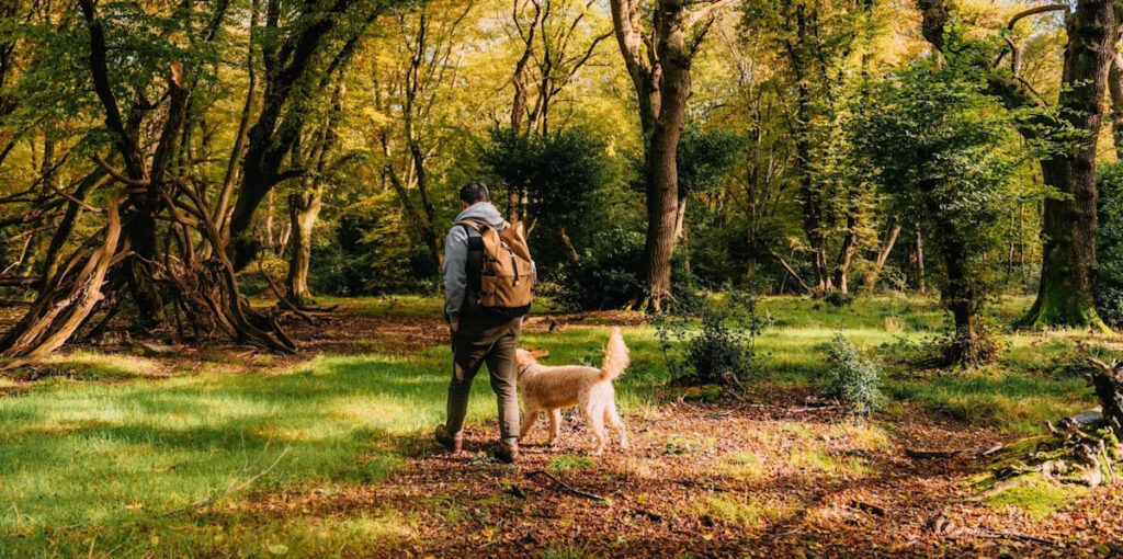 7 common mistakes that could secretly shorten your pet’s life