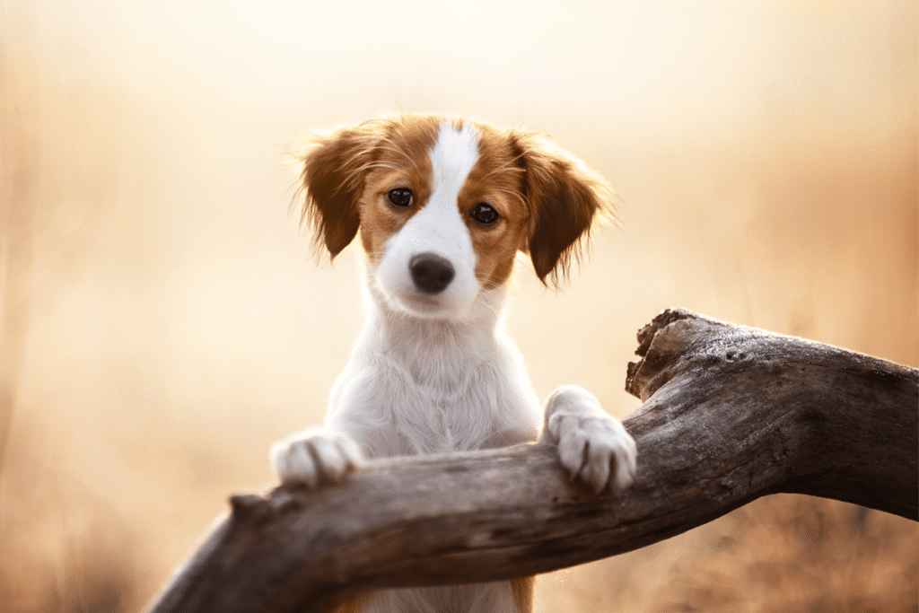9 Rare Dog Breeds You’ll Instantly Fall In Love With