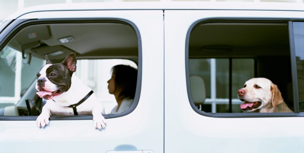 America’s Most Popular Dog of 2025 Is Up for Debate