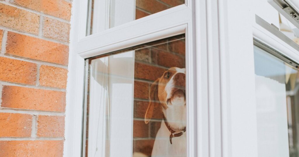 Animal charity warns dog owners against doing one thing to stop barking