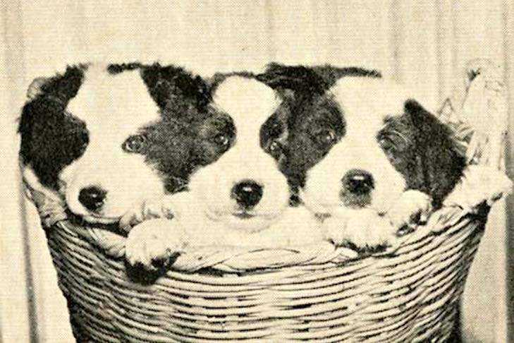 Behind Israel’s Native Dogs – American Kennel Club