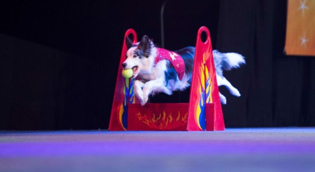 Chris Perondi’s Stunt Dog Experience