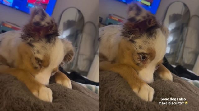 Dog Owner Is Shocked To See Puppy Making Biscuits Like Cats