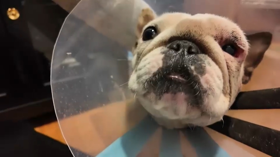 Dog owners call for better protections for their pets after several pit bull attacks