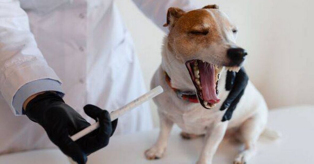 Dog owners warned of contagious infection surge and key signs to look for