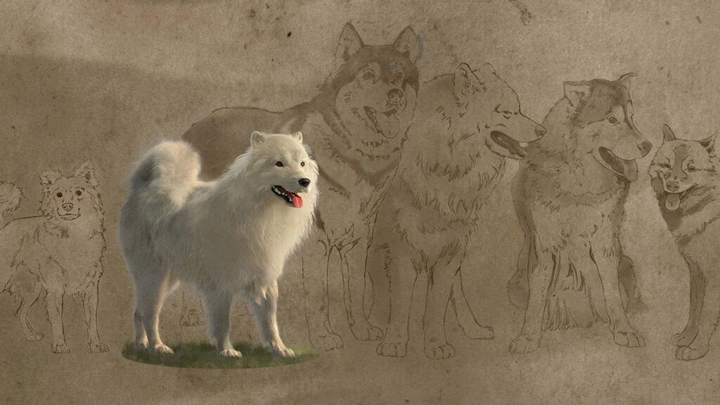 Origin and disappearance of Coast Salish Woolly Dog – @theU