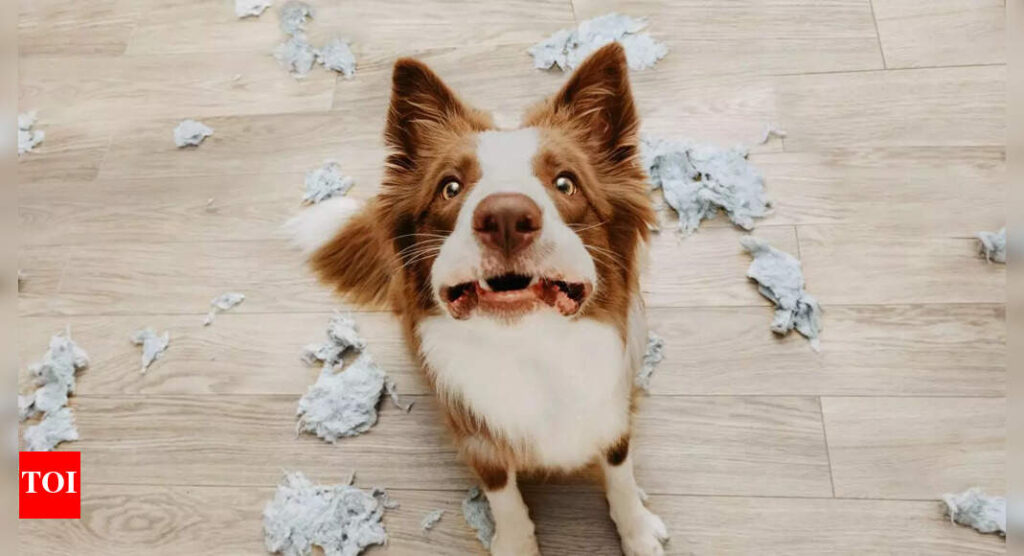 Pet Care Tips: Tips to Ensure That Our Pets Are Safe and Calm During Festive Time |