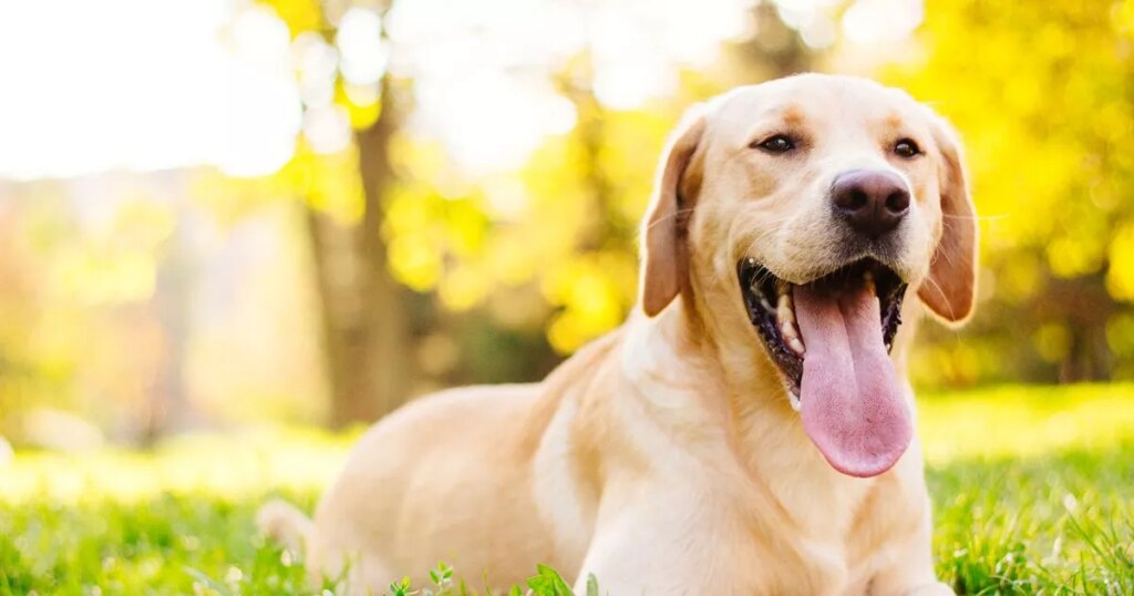 Pet owners desperate for tech to translate animal sounds into human language