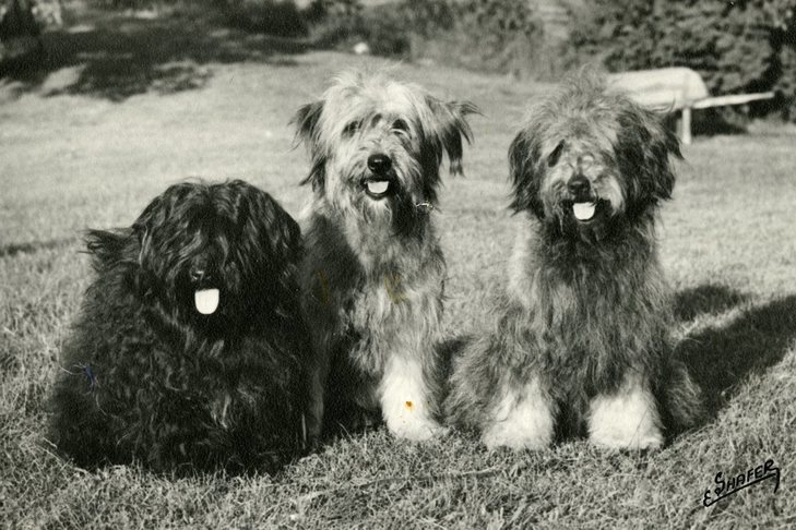 Puli History: Where the Breed Originated