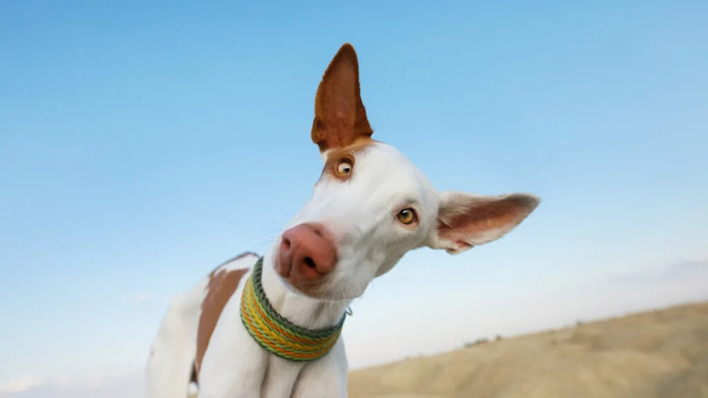 Rare Dog Breed Known as ‘The Great Forgotten’ Charms Everyone With His Giant Ears