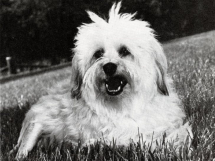 The Little Lion Dog – American Kennel Club