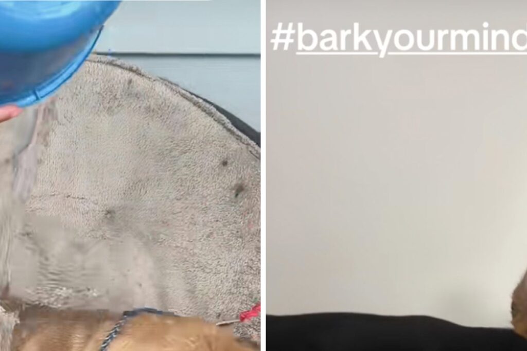 TikTok ice bucket challenge warning issued to pet owners