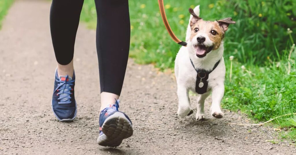 Vets issue alert to dog owners who walk their pets at certain time of day