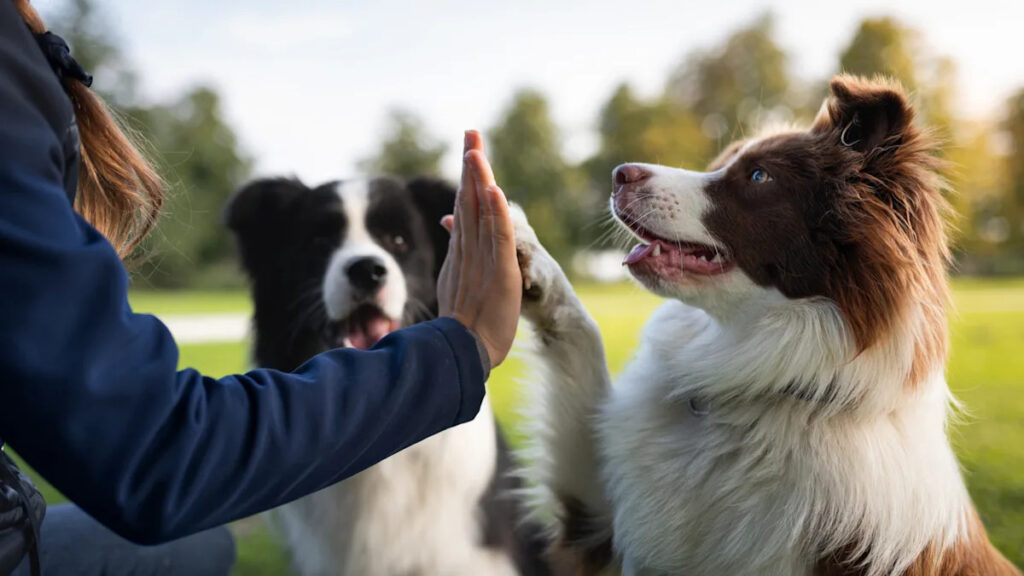 We Asked Professional Dog Trainers Which Popular Cues Most Pet Owners Are Teaching Wrong