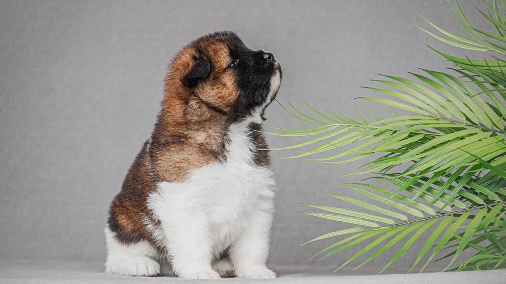 10 Tricolored Dog Breeds That Stand Out in a Crowd