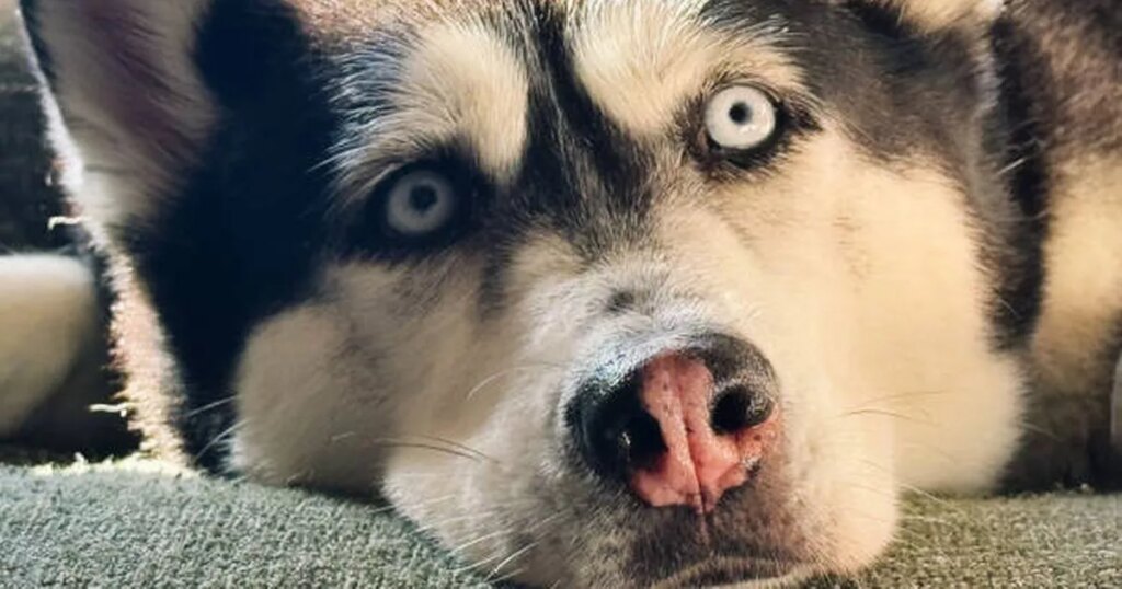 11 wolf-like dog breeds for pet owners with a wild side