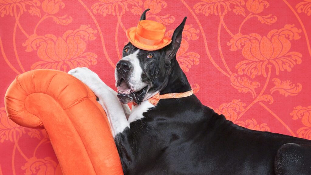 6 of History’s Biggest Dogs